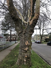 Platanus