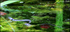 Natrix helvetica sicula