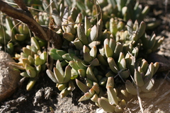Corpuscularia lehmannii