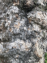 Platanus × hispanica