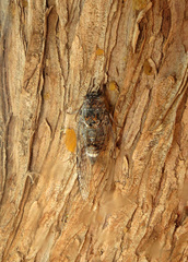 Cicada cretensis