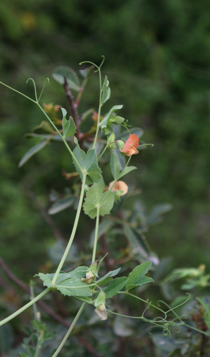 Lathyrus fulvus