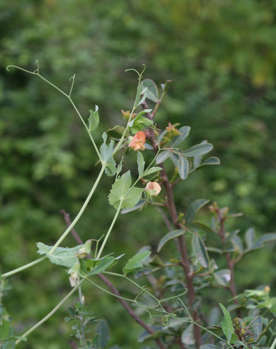 Lathyrus fulvus, photograph 1