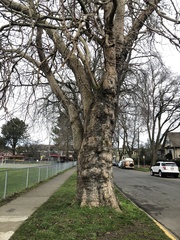 Platanus × hispanica