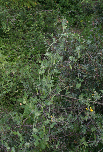 Lathyrus fulvus, photograph 2