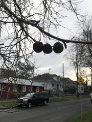 Platanus × hispanica