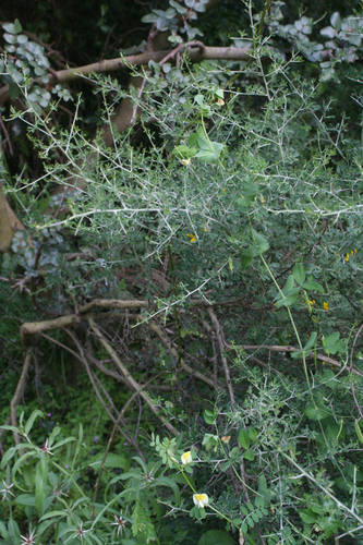 Lathyrus fulvus, photograph 3