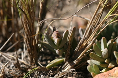 Corpuscularia lehmannii