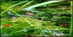 Natrix helvetica sicula