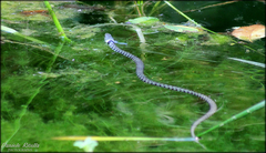 Natrix helvetica sicula
