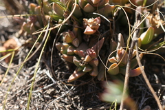 Corpuscularia lehmannii