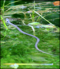 Natrix helvetica sicula