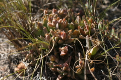 Corpuscularia lehmannii