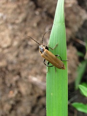 Cantharis quadripunctata
