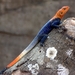 Rainbow Agama - Photo (c) Babajide Agboola, some rights reserved (CC BY-NC), uploaded by Babajide Agboola