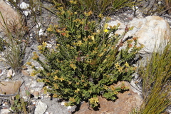 Penaea mucronata