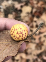 Atrusca quercuscentricola