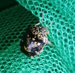 Menida