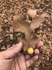 Atrusca quercuscentricola