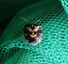 Menida