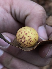 Atrusca quercuscentricola