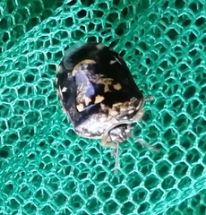 Menida
