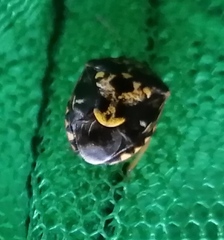 Menida