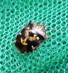 Menida