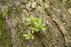 Peperomia catharinae