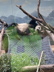 Ailuropoda melanoleuca