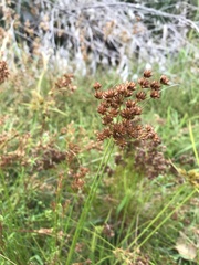 Juncus capensis