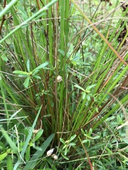 Juncus capensis