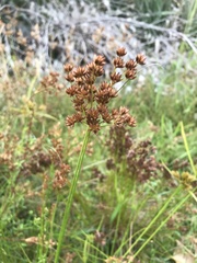 Juncus capensis