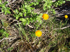 Trollius sibiricus