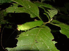 Nicklephyllum acanthonotum