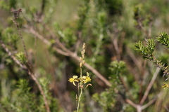 Bulbine filifolia