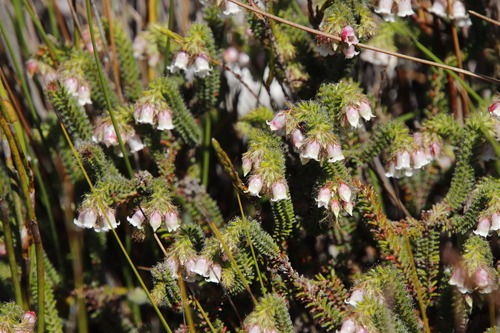 Image of Swan Heath (Erica cygnea) by (c) Tony Rebelo, some rights reserved (CC BY-SA)