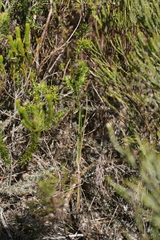 Bulbine filifolia