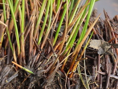 Juncus hesperius
