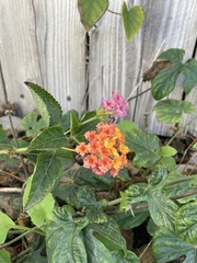 Lantana