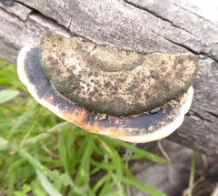 Trametes cingulata