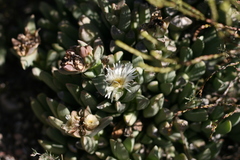 Corpuscularia lehmannii