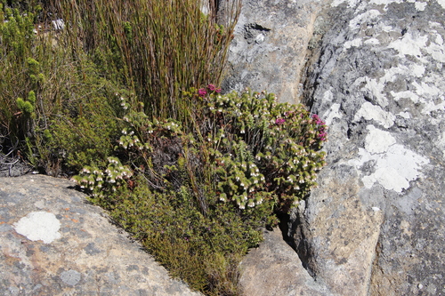 Image of Erica cygnea by (c) Tony Rebelo, some rights reserved (CC BY-SA)