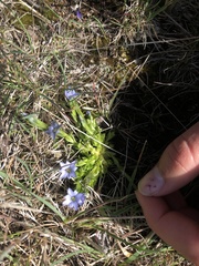 Gentiana prostrata