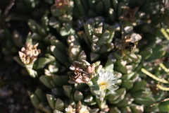 Corpuscularia lehmannii