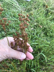 Juncus capensis