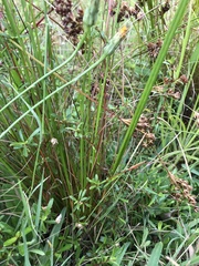 Juncus capensis