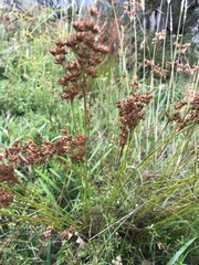 Juncus capensis