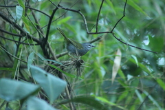 Myiothlypis leucoblephara