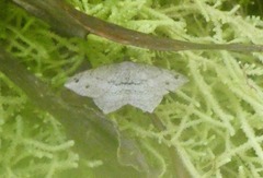 Psamatodes pernicata